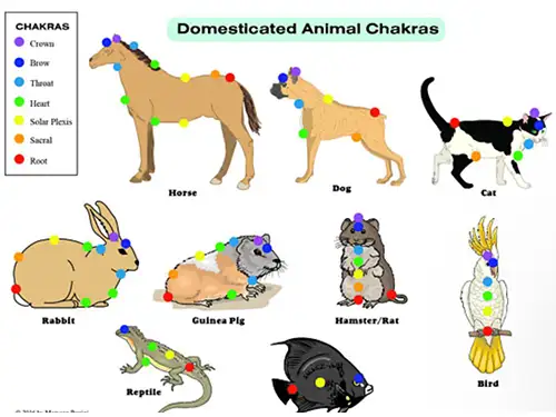 Understanding Animal Chakras, Johnson City, TN Understanding Animal Chakras, Johnson City, TN
