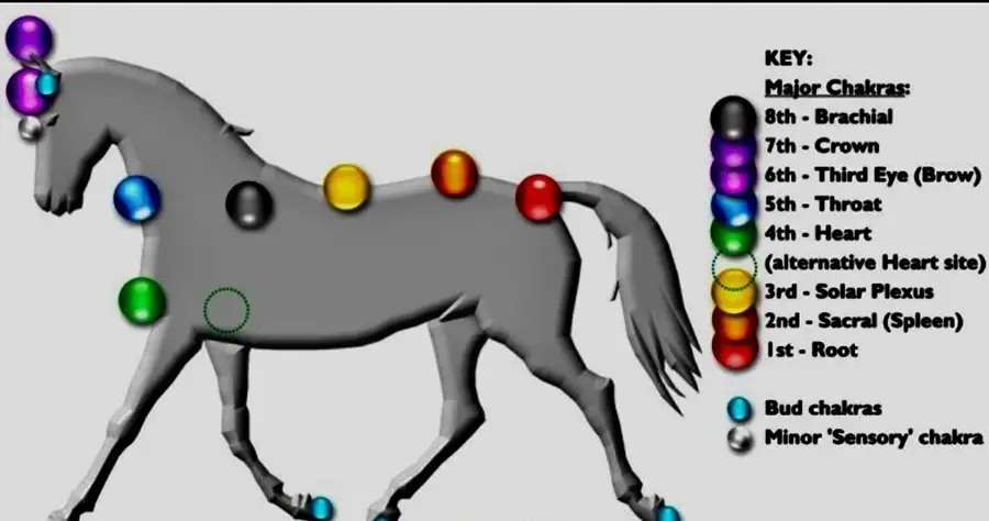 Understanding Animal Chakras, Jonesborough, TN