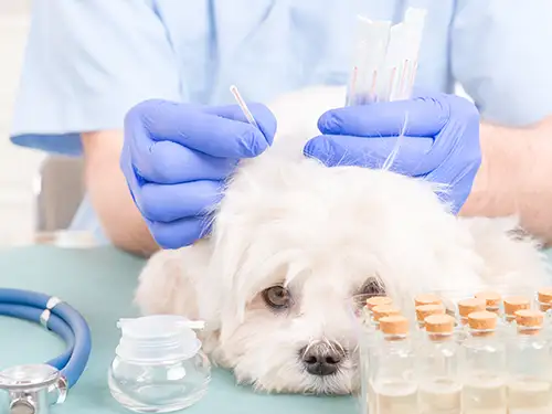 Alternative Pet Medicines, Johnson City, TN